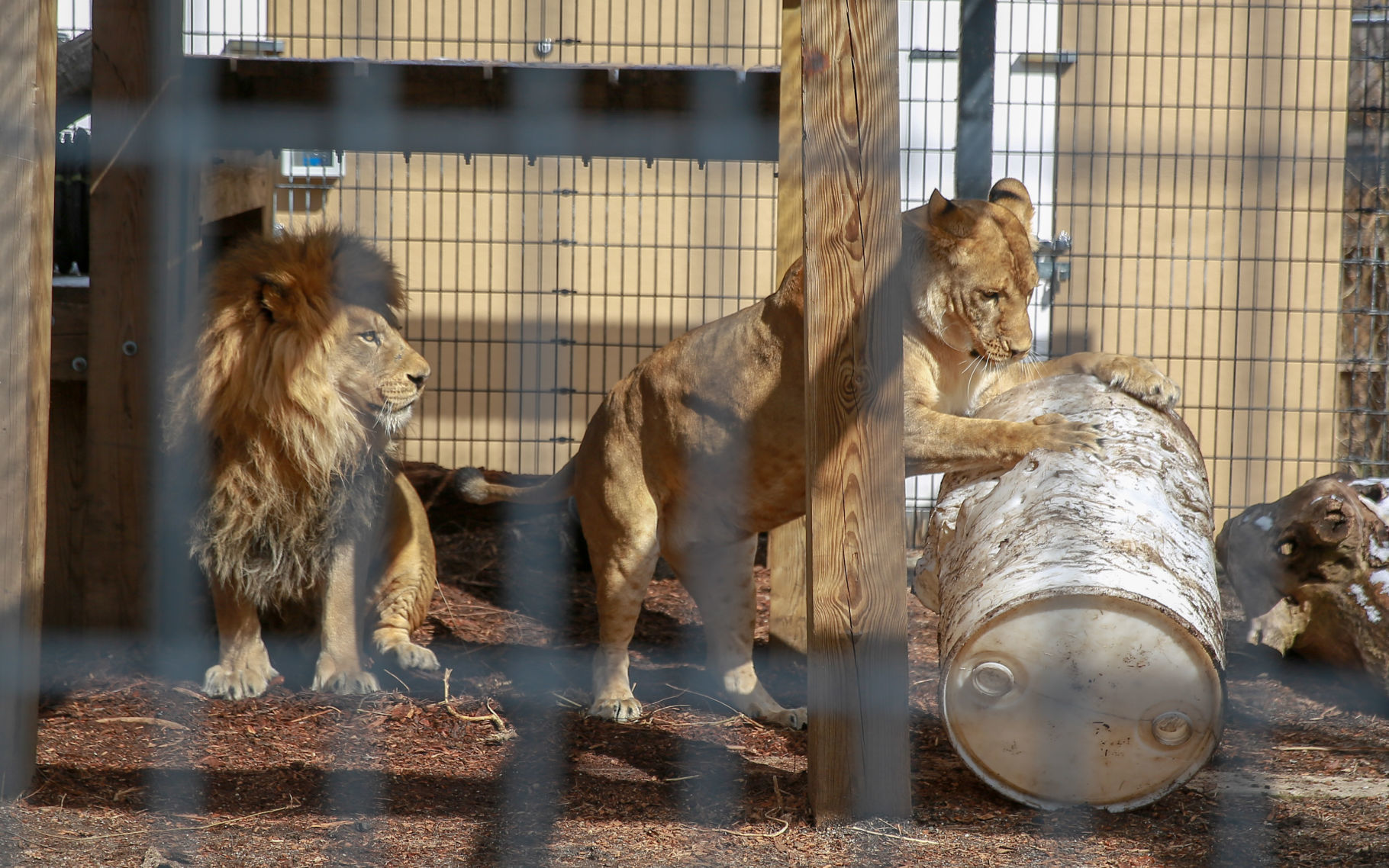 At 90, Washington Park Zoo undergoing facelift, resurrection